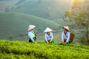 women, nature, farmer, field, agriculture, model, landscape, portrait, coffee, vietnam, forest