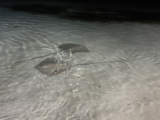 Photo from customer review