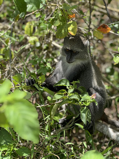 Photo from customer review