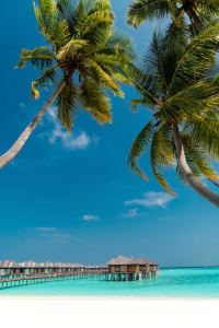 low angle photography of coconut trees on shore