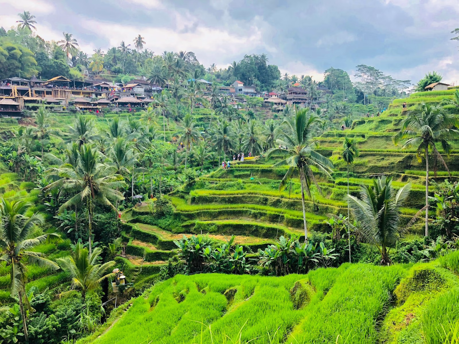 Tegallalang Rice Terraces