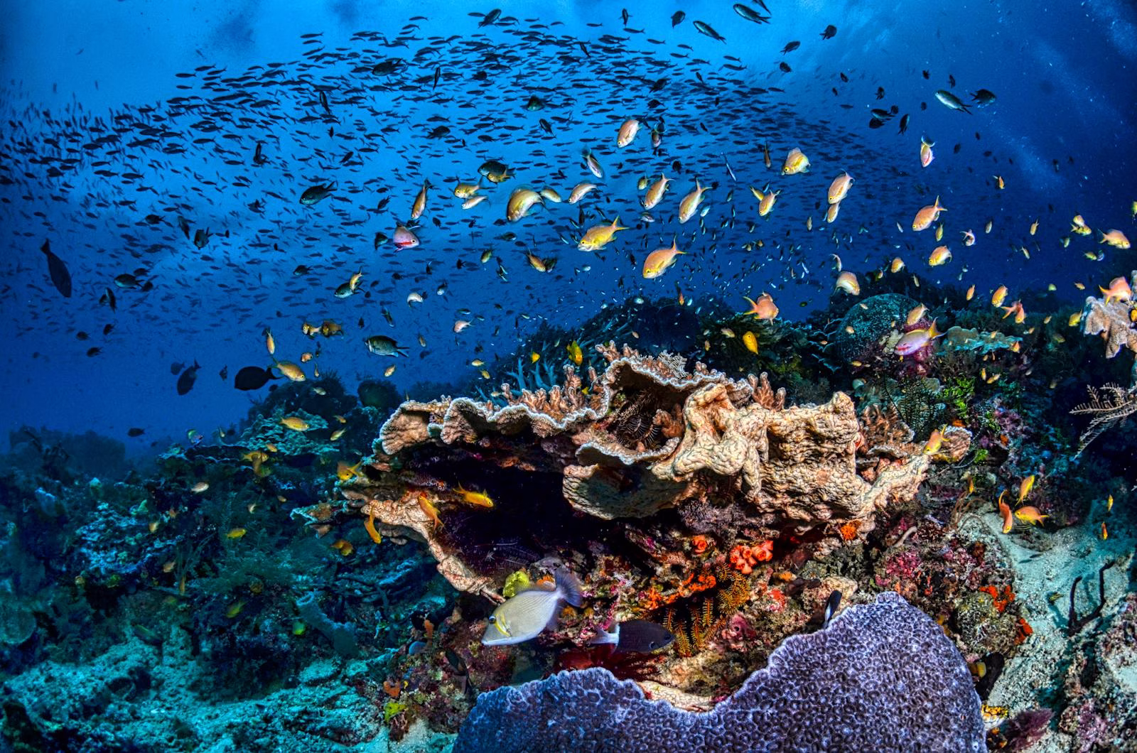 Banana Reef κατάδυση στις Μαλδίβες - Fthera Travel