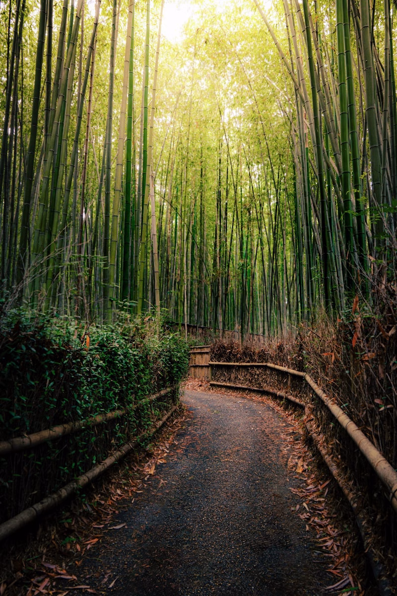 Το μαγευτικό δάσος μπαμπού Arashiyama στο Κιότο - Ταξίδι με Fthera Travel