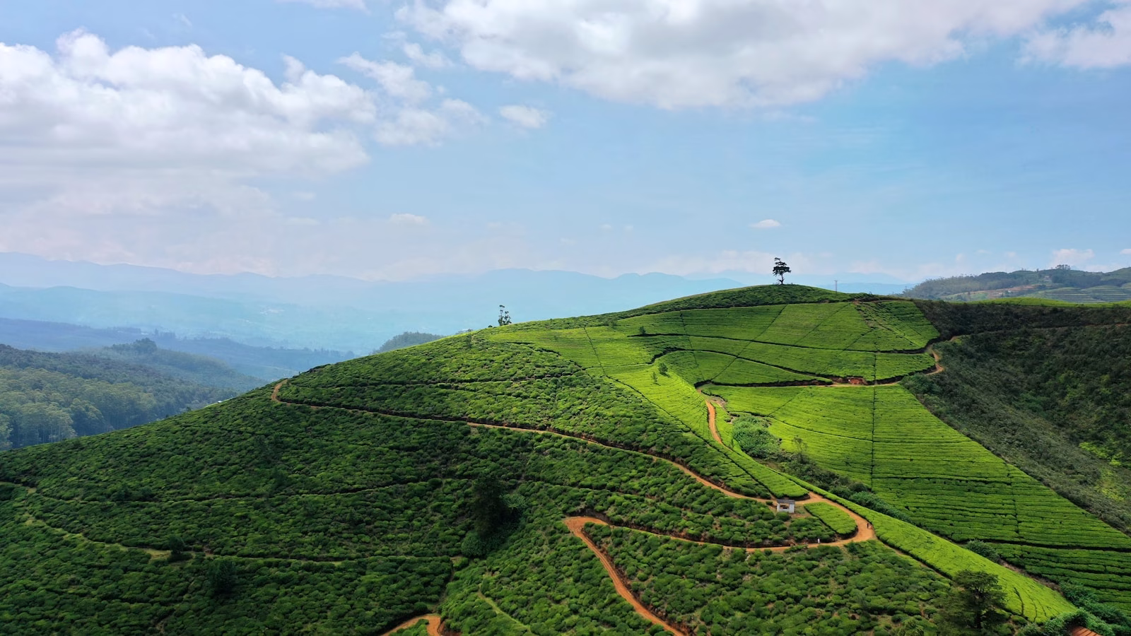 Φυτείες τσαγιού στη Nuwara Eliya, Σρι Λάνκα - Fthera Travel