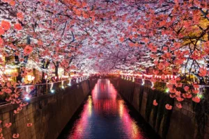 canal between cherry blossom trees