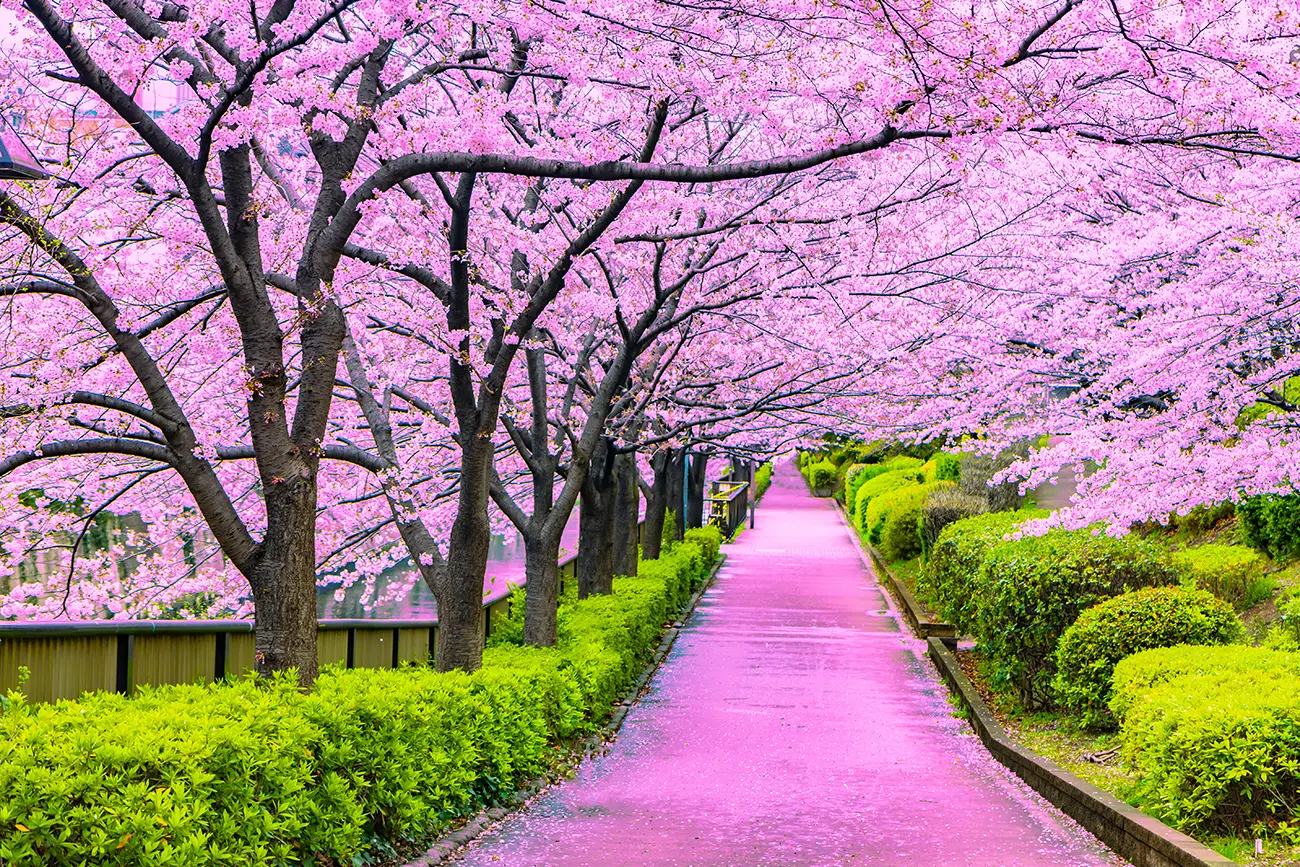 Άνοιξη στην Ιαπωνία με sakura